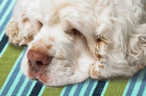 What Are the Different Types of Dash & Albert Rugs?